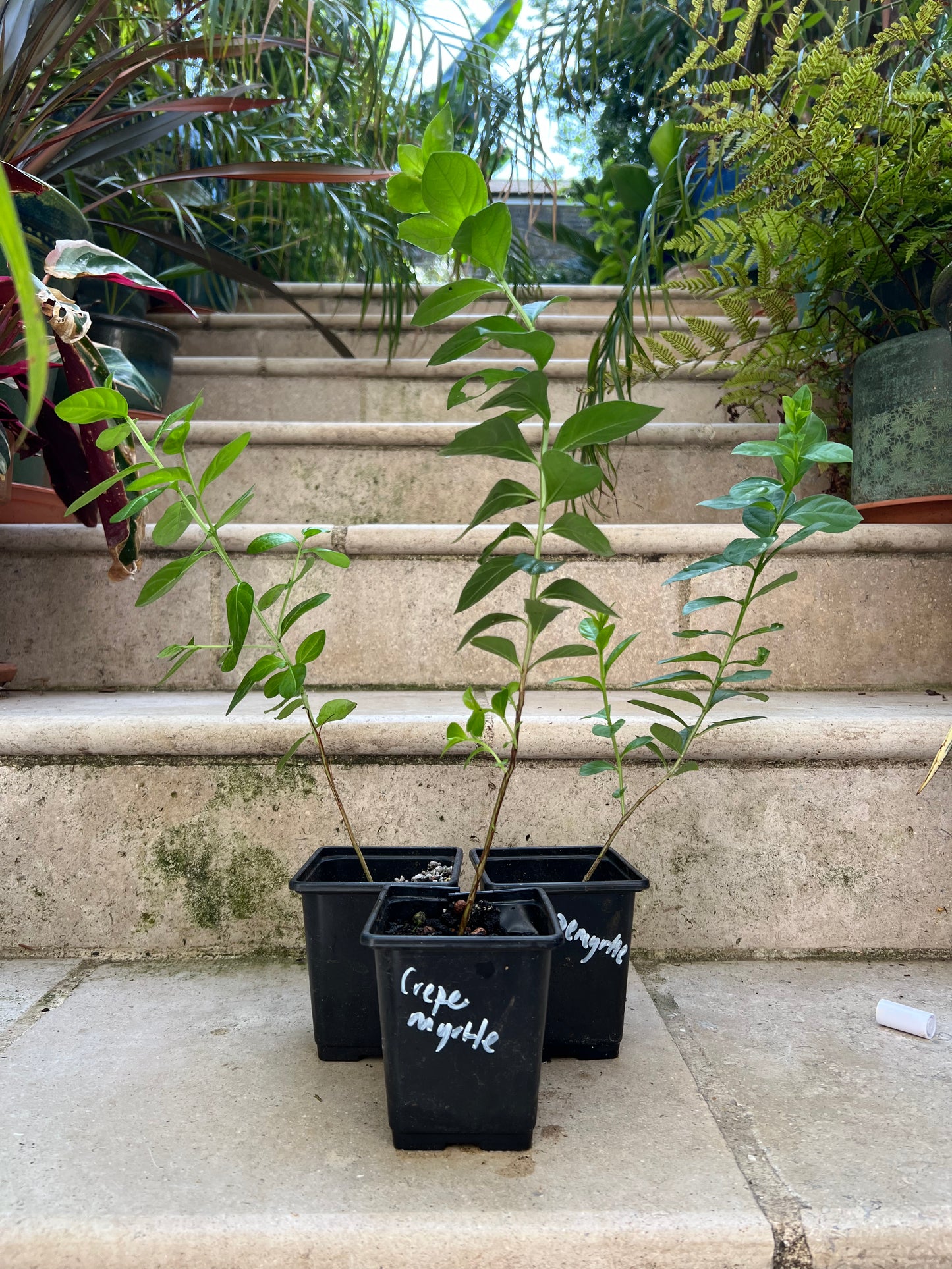 Lagerstroemia indica (Crepe Myrtle)