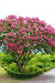 Lagerstroemia indica (Crepe Myrtle)