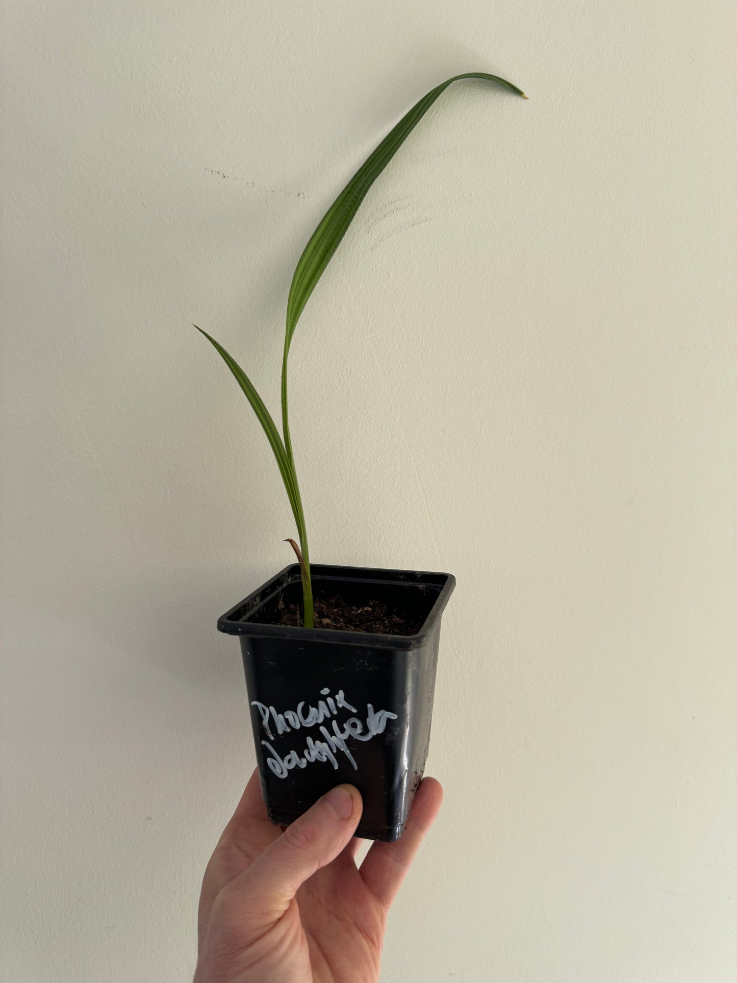 Phoenix dactylifera (seedling)