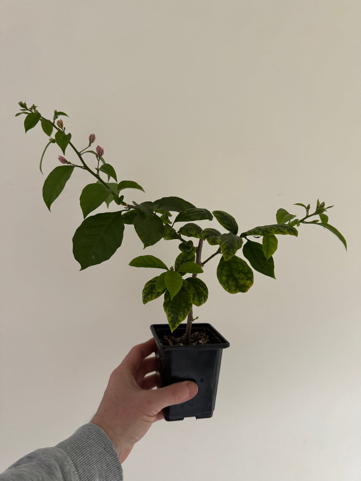 Bougainvillea specto glabra ‘Violet de Meze’ (small plant)