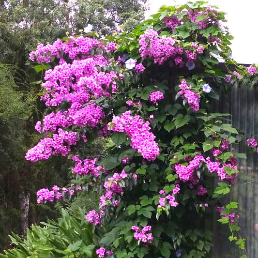 Bougainvillea specto glabra ‘Violet de Meze’ (small plant)