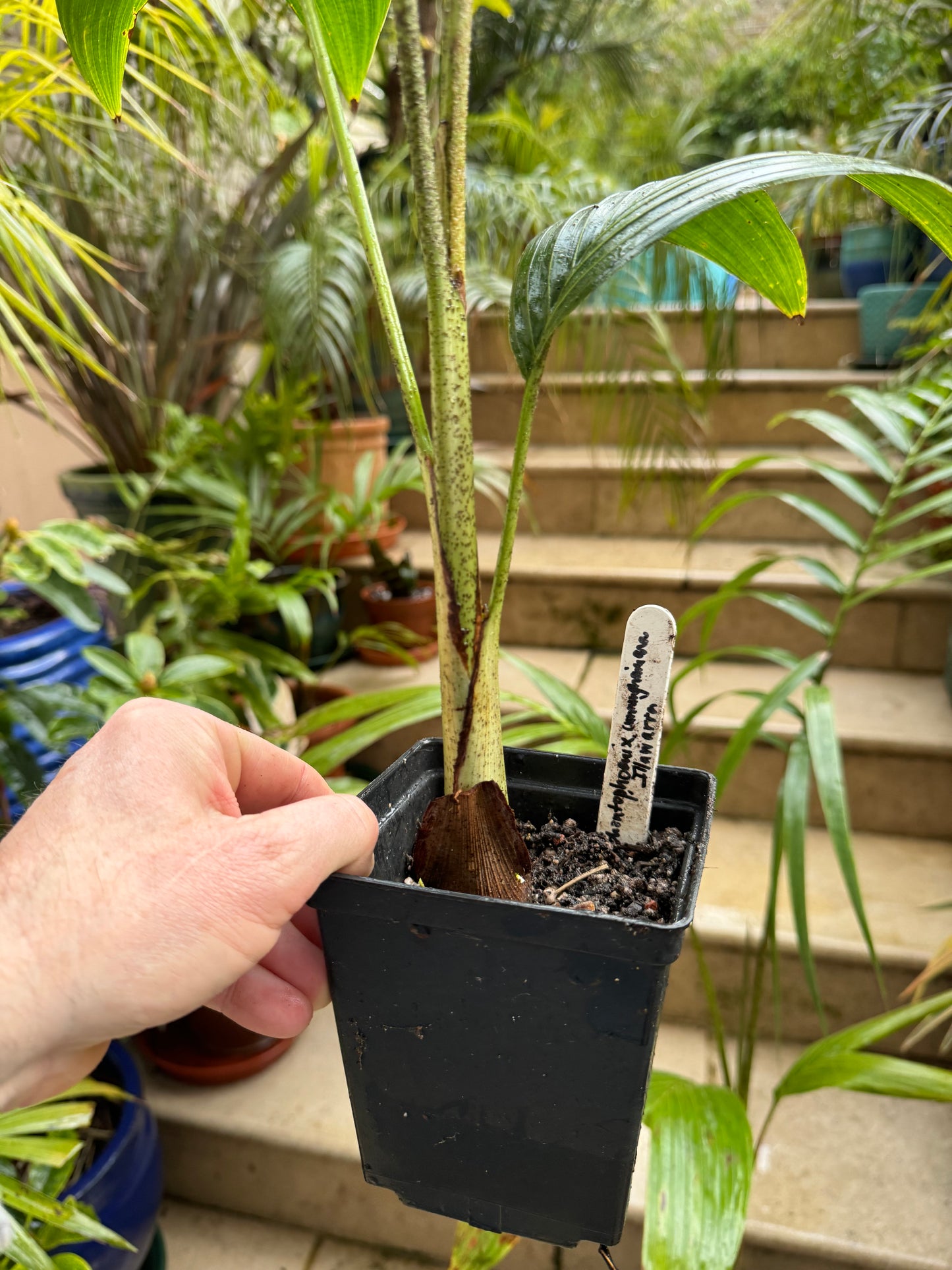 Archontophoenix cunninghamiana ‘Illawarra’ (60cm size)