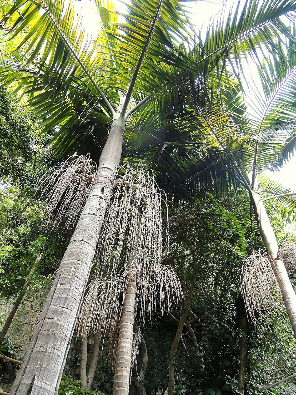 Archontophoenix cunninghamiana ‘Illawarra’ (100cm size)