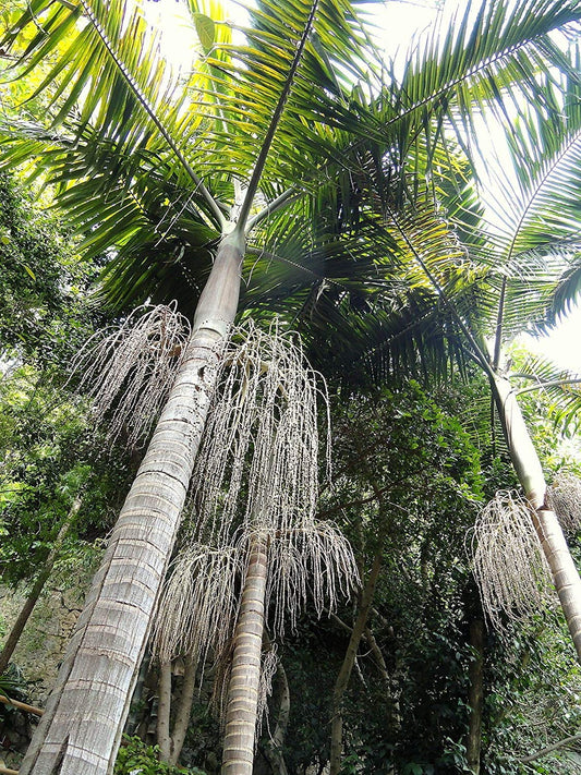 Archontophoenix cunninghamiana ‘Illawarra’ (60cm size)