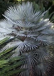 Chamaerops humilis var. Argentea