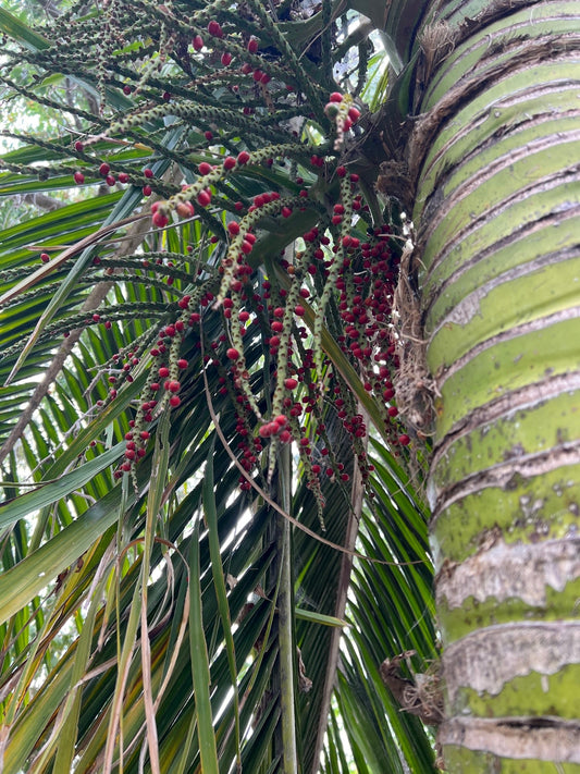 Rhopalostylis sapida 'Little Barrier Island' (seedling)